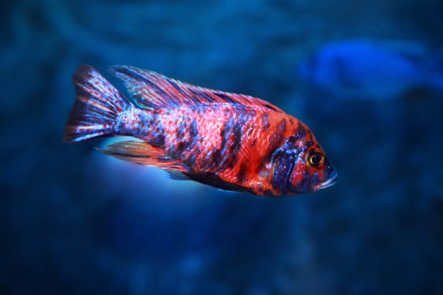 African Peacock Cichlid